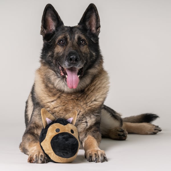 My German Shepherd BallDog