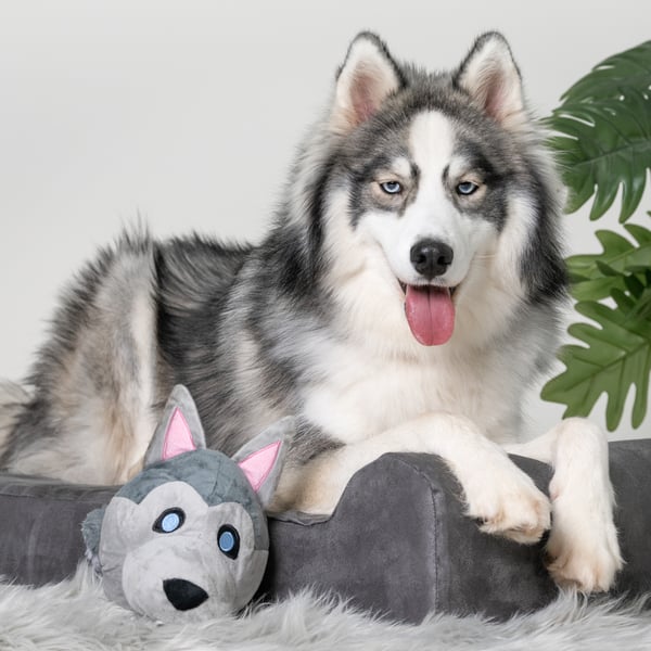 My Husky BallDog