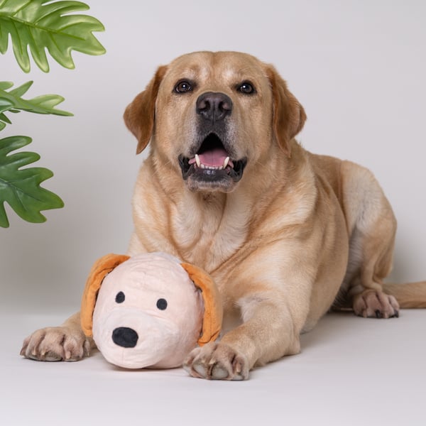 My Labrador BallDog