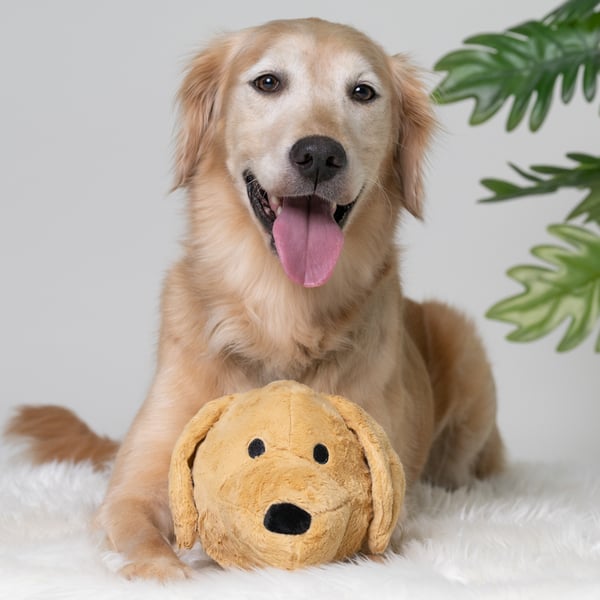My Golden Retriever BallDog