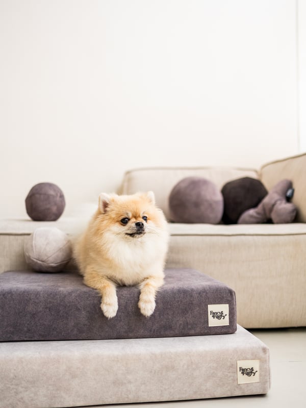 The Dog Mattress