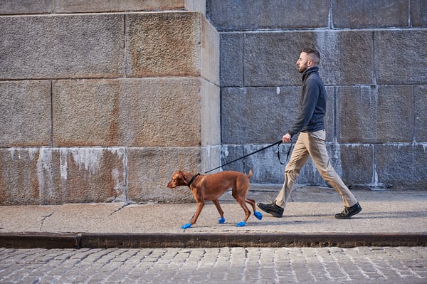 Dog Boots