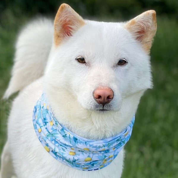 Dog Bandana with Built-In, No Nasties Flea & Tick Repellent  |  Crazy Daisy