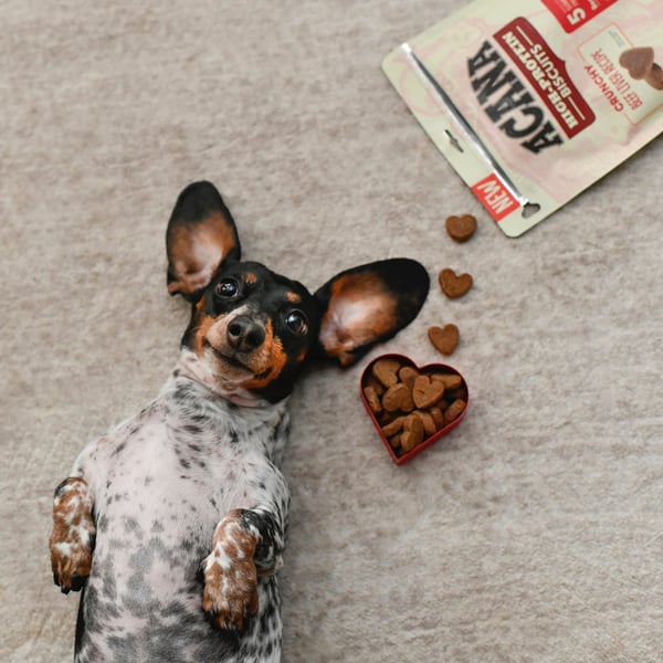 Acana - High-Protein Treat - Turkey