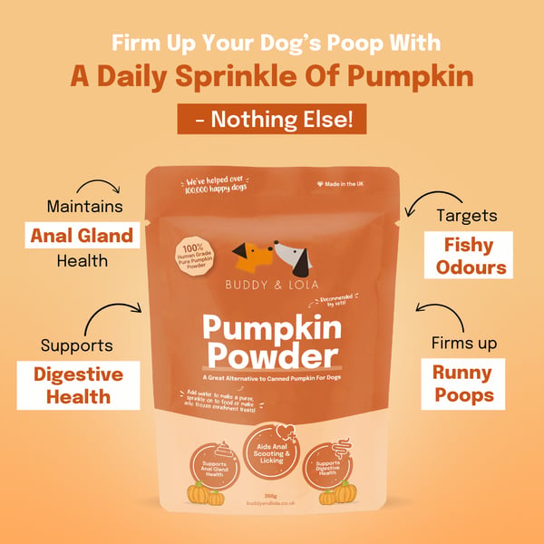 Pumpkin Powder