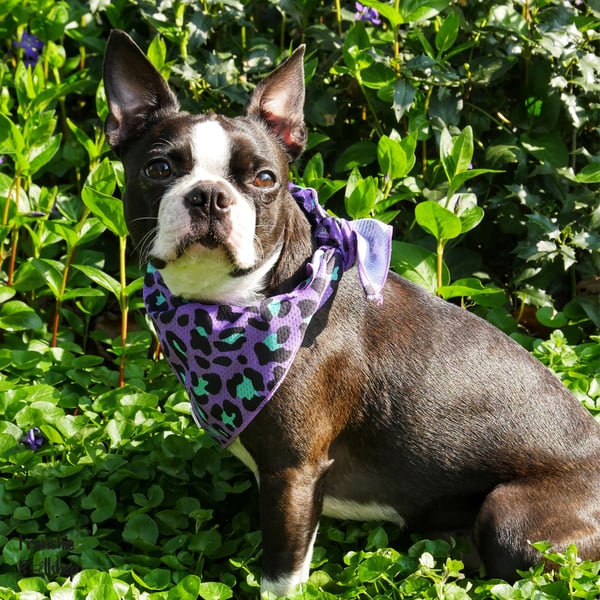 Bulltastic Bandanas