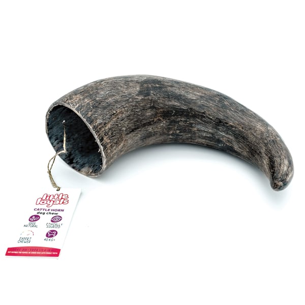 Cattle Horn