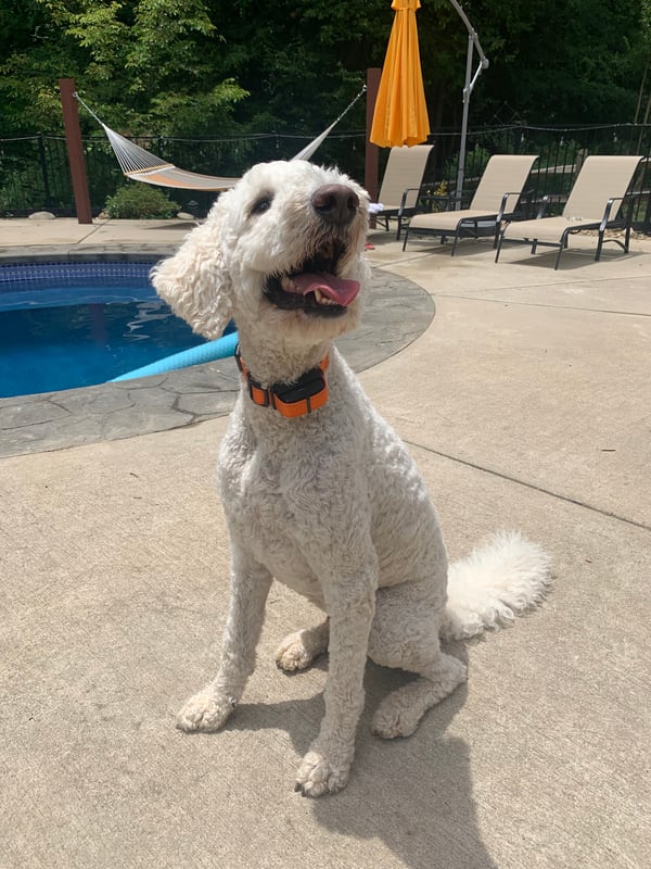 Bravowalk: The no pull training collar