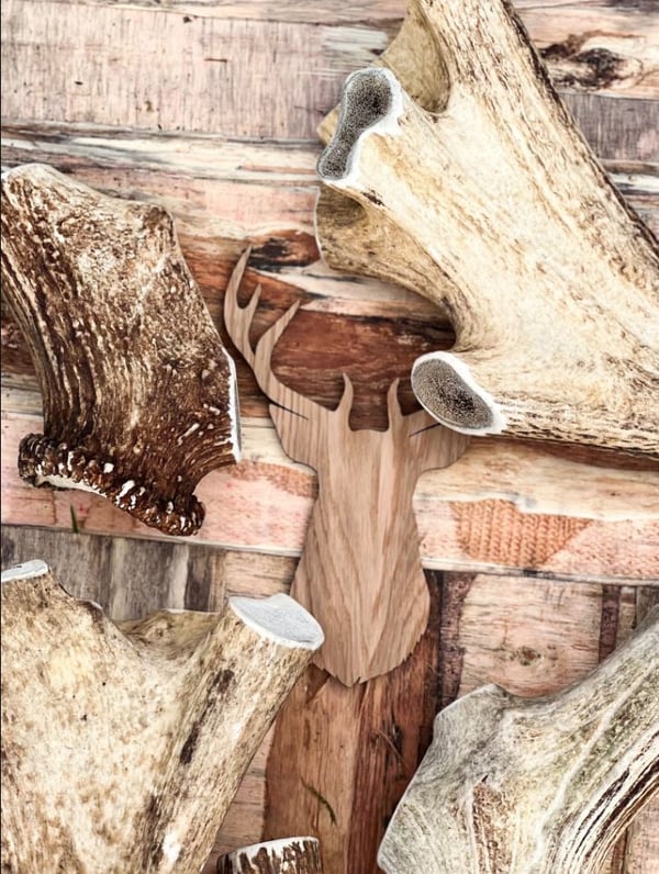 HUGE Red Deer Antler