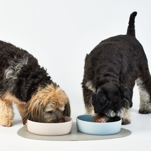 Lilly + Dash Ceramic Pet Bowls