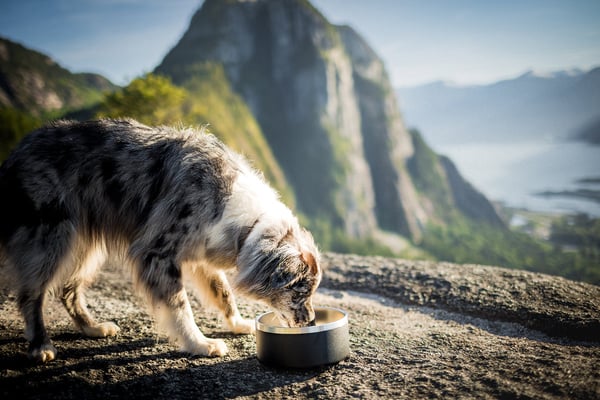 Set di 3 Ciotole per Cani