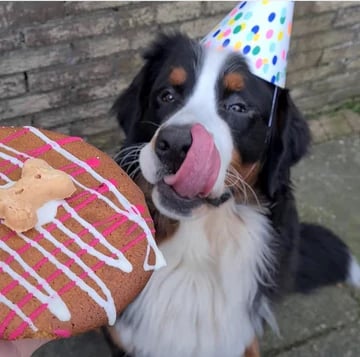 Doggy Cookie