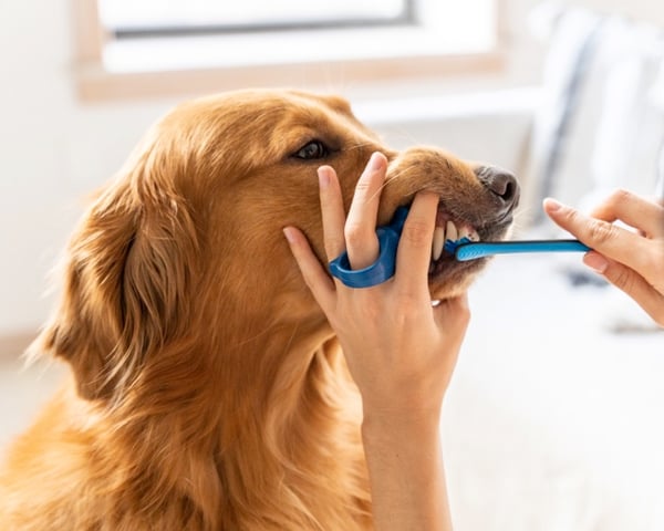 7日間犬のデンタルチャレンジを開始します 🐶🪥