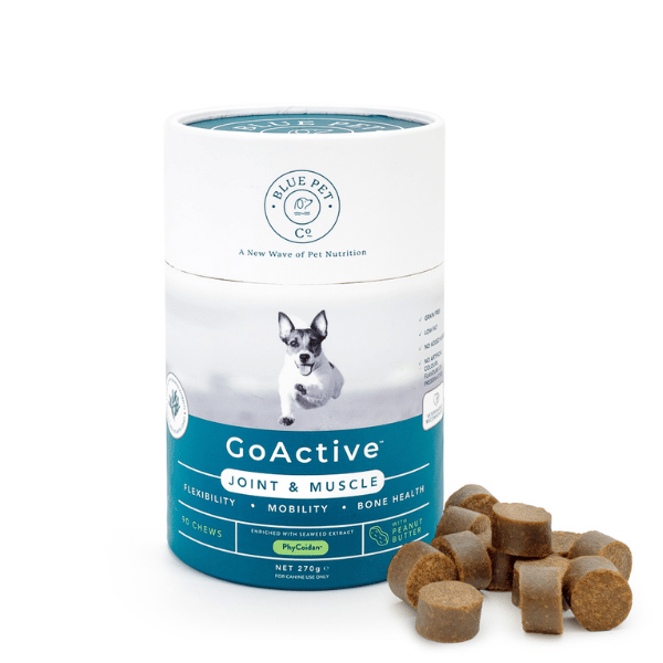 For the Active Doggies