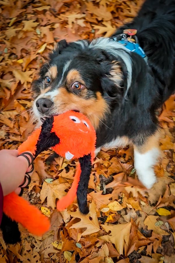 Flamingo x @koda.the.helper.dog