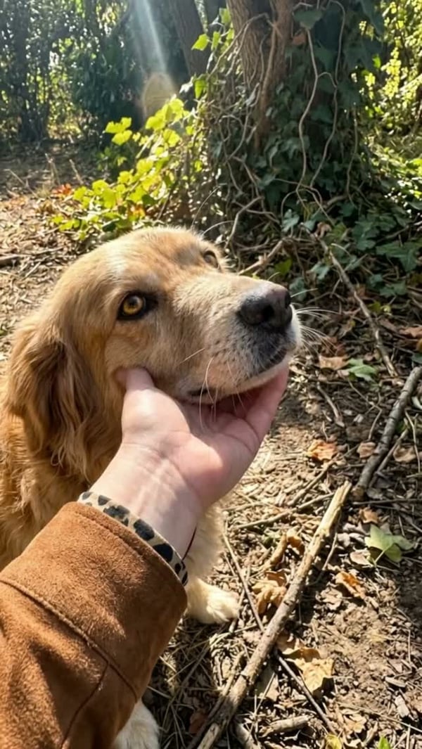 Free dog photo