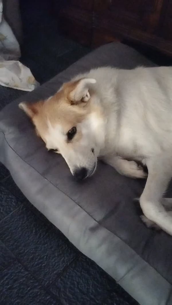 Free dog photo