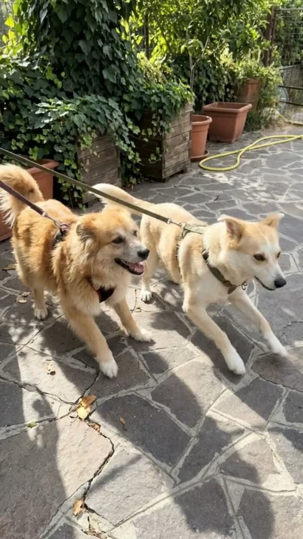 Free dog photo