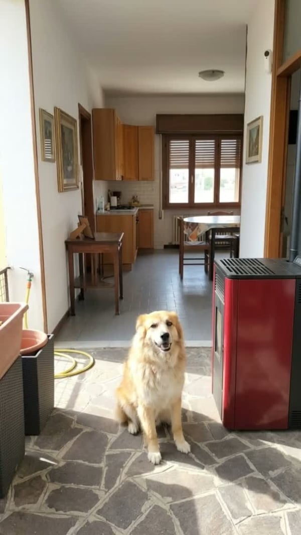 Free dog photo