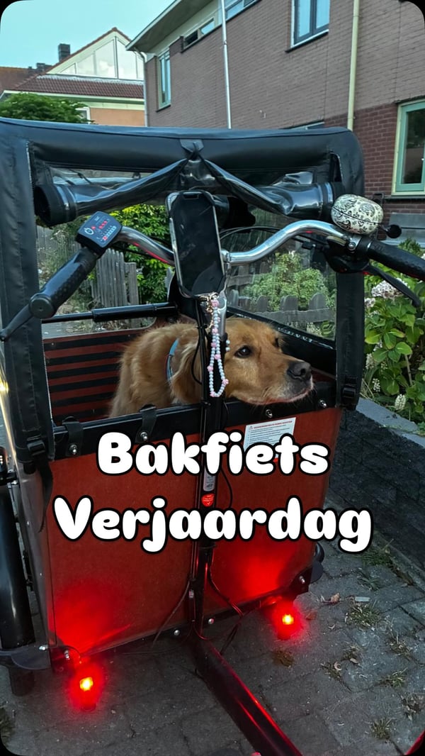 Free dog photo