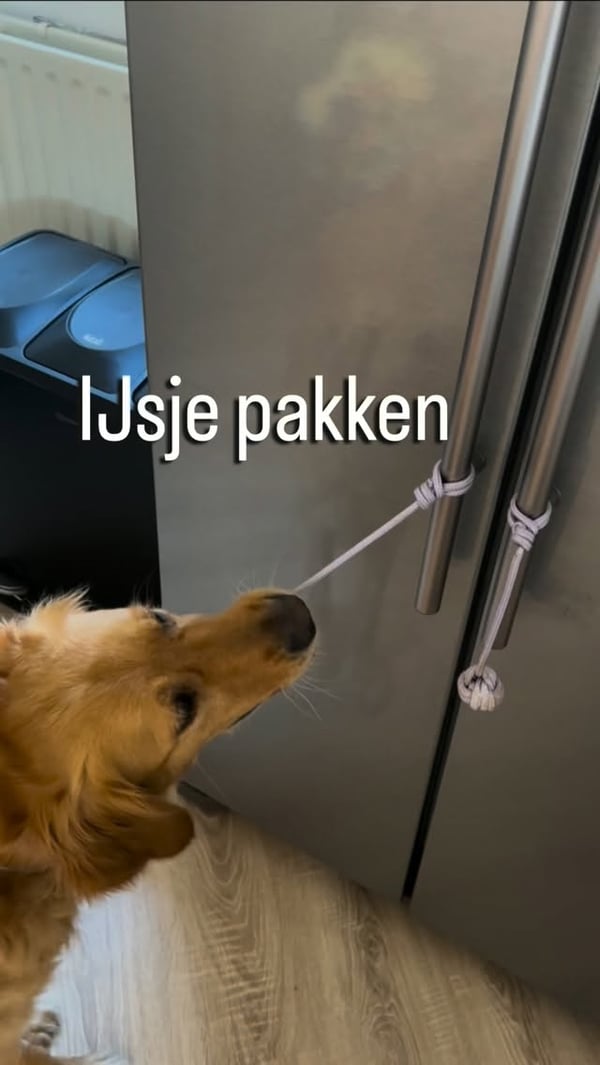 Free dog photo