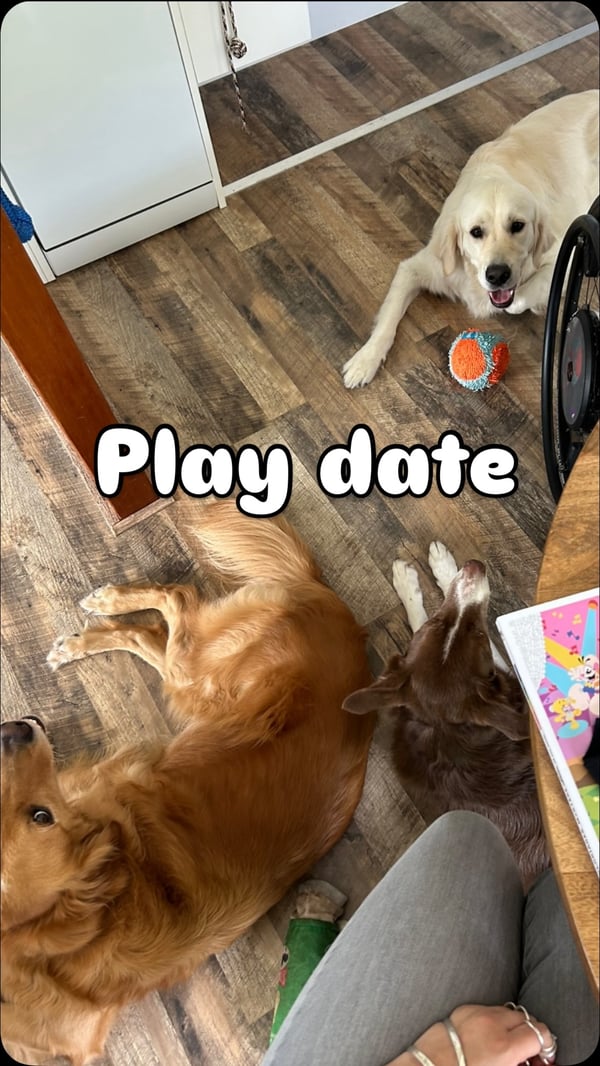 Free dog photo