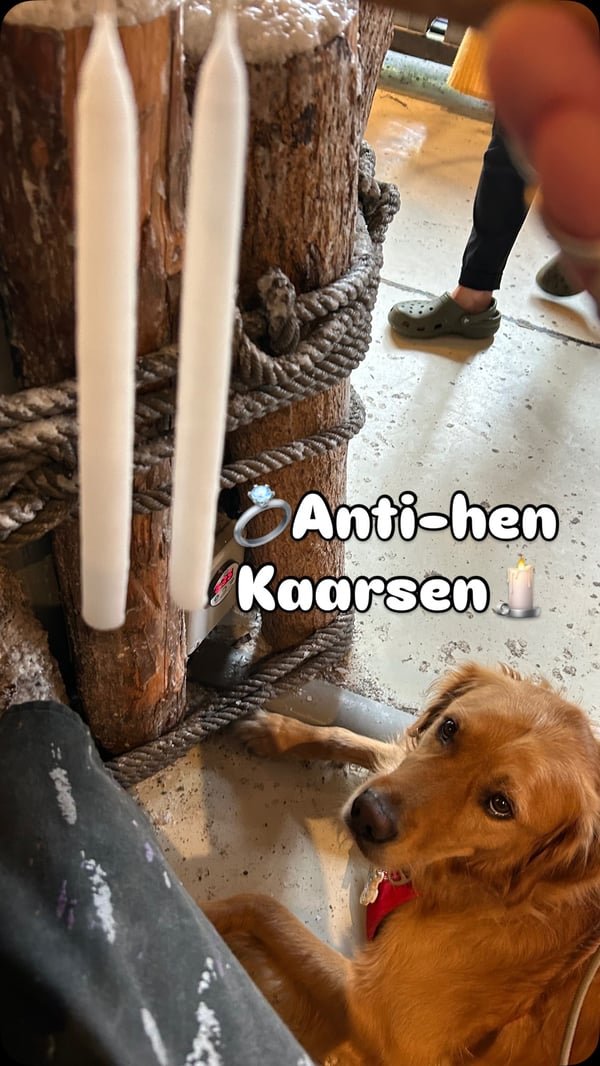 Free dog photo