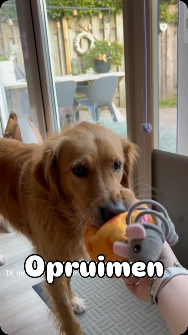 Free dog photo