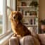 Dachshund
