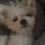 Ollie