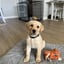 Maisy