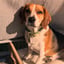 Bruno