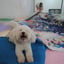 Amadeus
