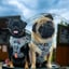 Reggie & Frankie