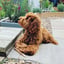 Willow