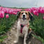 Heidi
