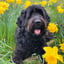 Alfie
