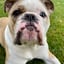 Bruschi