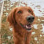 Murphy