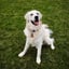 Finnegan (Finn)