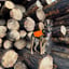Fir