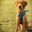 Atticus