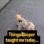 Cooper