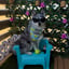 Meeko