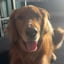 Milo The Golden