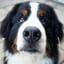 albert.olly.bernese