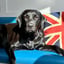 bonnie_the_barbershop_lab