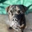 koba_.k9