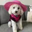 Joanne