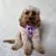 Olivethetoycavapoo